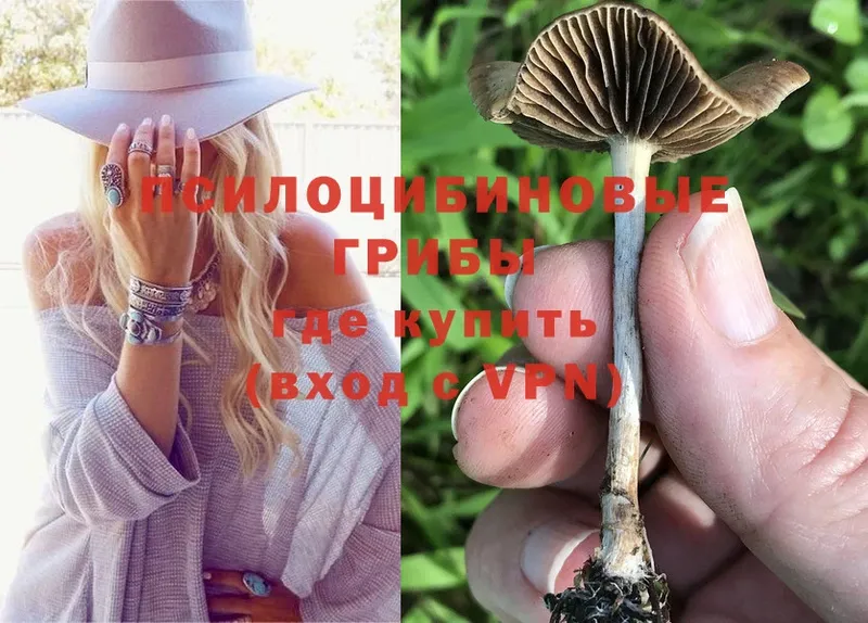 Галлюциногенные грибы Cubensis  shop телеграм  Болхов 